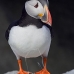 puffin_atlantic_msi_v_0953_can0566.jpg